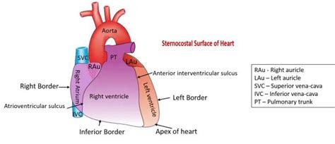 Heart - External Features , apex, base, surface and borders, relations ...