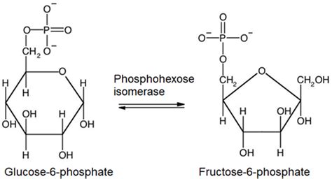 9.3: Oxidation of glucose -the glycolysis - Chemistry LibreTexts