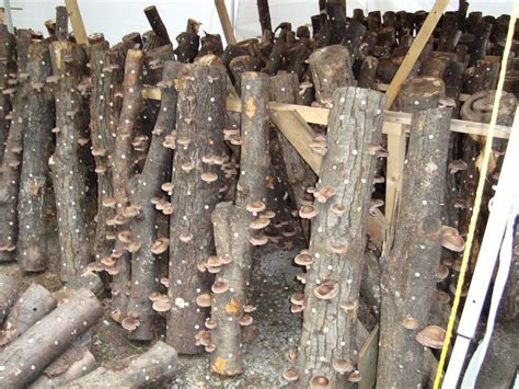 Shiitake Mushroom Log Detailed Growing Information | Stuffed mushrooms ...