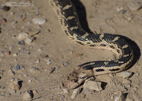 Great Basin Gopher Snake close up – Mia McPherson's On The Wing Photography