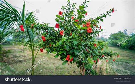 348 Gudhal Plant Images, Stock Photos & Vectors | Shutterstock