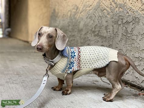 Isabella short haired dachshund - Stud Dog in California, the United ...