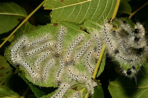 Careful! This caterpillar is poisonous, so don't touch