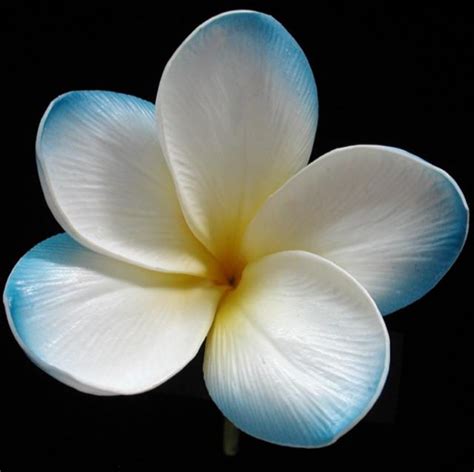 Blue Hawaiian Flower