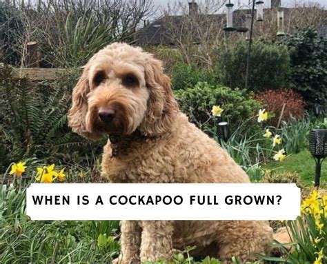 When is a Cockapoo Full Grown?