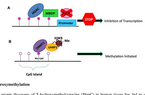 (A) Model of inhibition of transcription by methylation of CpG islands ...