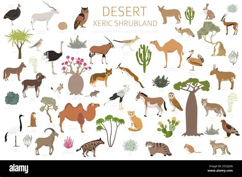 Desert biome, xeric shrubland natural region infographic. Terrestrial ...