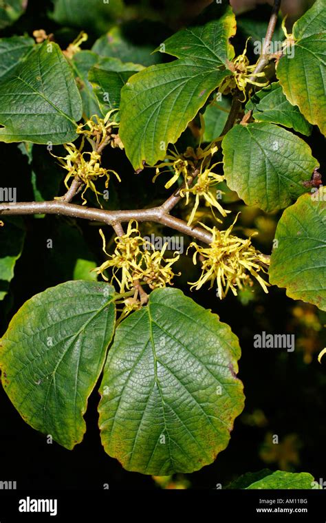 Flowering american witch hazel - medicinal plant (Hamamelis virginiana ...