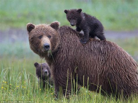 Bear cubs look cute as their mother teaches them to playfight | Daily ...