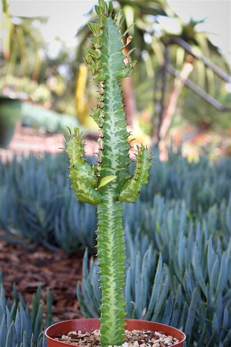 Euphorbia Trigona Succulent Plant | Planting succulents, Cactus plants ...