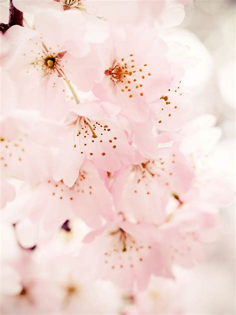 IPhone Cherry Blossom Cherry blossom ipad HD phone wallpaper | Pxfuel