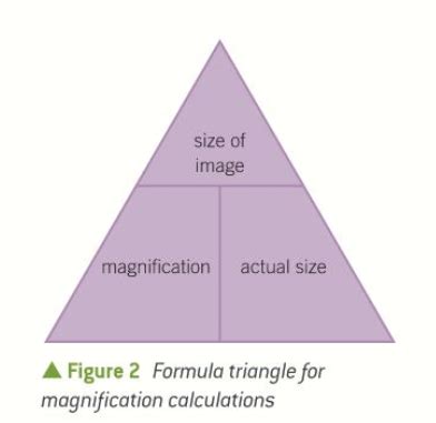 (e) the use and manipulation of the magnification formula. Flashcards ...