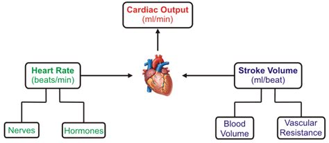 Cardiac Output Measurement | Electrical4U