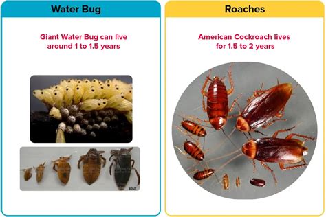 Water Bug vs. Roach [15 Differences] | APB