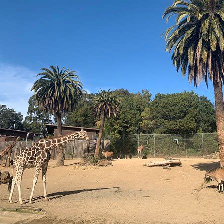 Oakland Zoo - 2020 All You Need to Know BEFORE You Go (with Photos ...