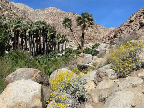 Anza-Borrego Desert State Park limits oasis trail to 4-hour daily ...