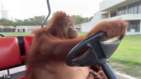 Orangutan Casually Drives Golf Cart; Viral Video Leaves Netizens ...