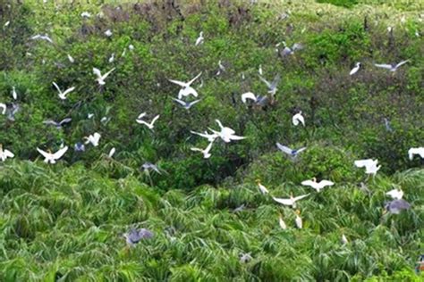 Bac Lieu Bird Sanctuary Luxury Cruise Mekong