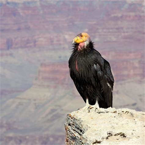 Is California condor a vulture? - DIY Seattle