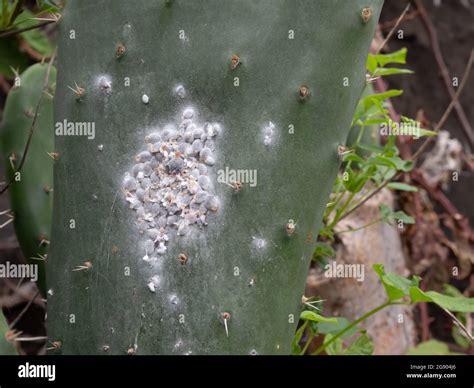 Cochineal louse or cochineal (Dactylopius coccus) on a cactus lea Stock ...