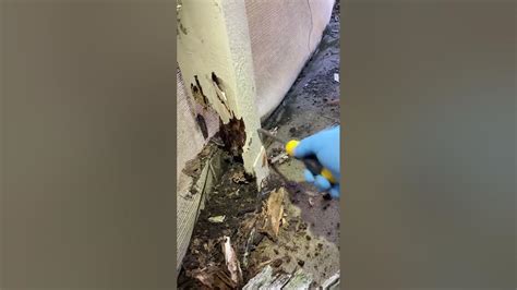 Get your Annual Termite Inspection done. - YouTube