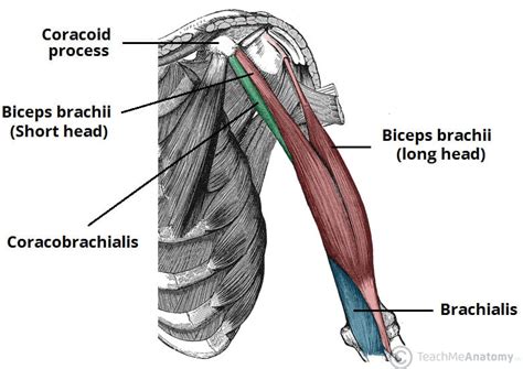 Muscles of the Upper Arm - Biceps - Triceps - TeachMeAnatomy