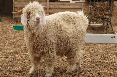 Farming angora goats - LSB - Lifestyle Block