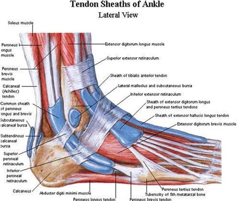 Pictures Of Ankle Muscles