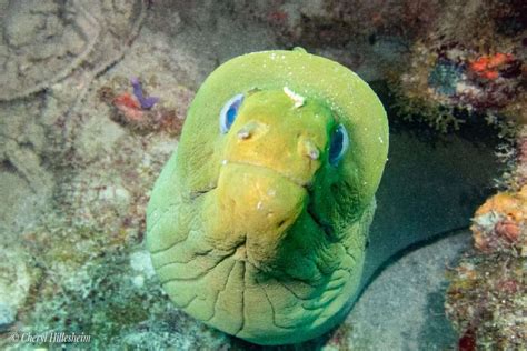 That’s a Moray! - Jupiter Dive Center