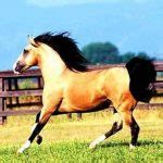 Yili Horse Information, Origin, History, Pictures