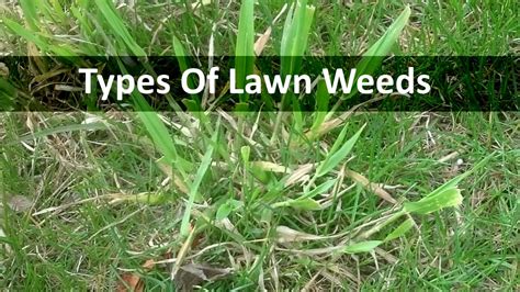 Lawn Weeds Types