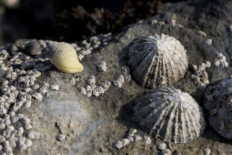 Common Limpet - Facts, Habitat, Diet, Conservation, & More - American ...