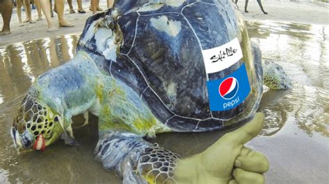 Groundbreaking study shows that sea turtles love wearing those plastic ...