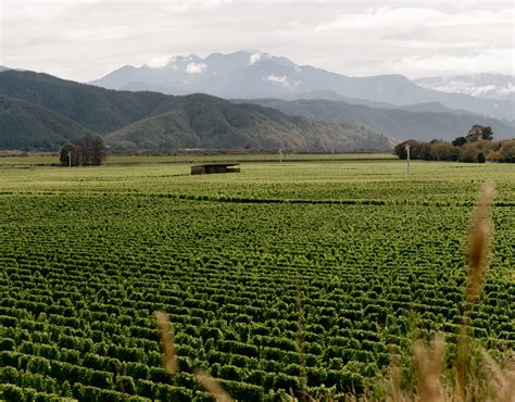 Marlborough Vineyards & Winery NZ | Wairau Valley | Babich Wines