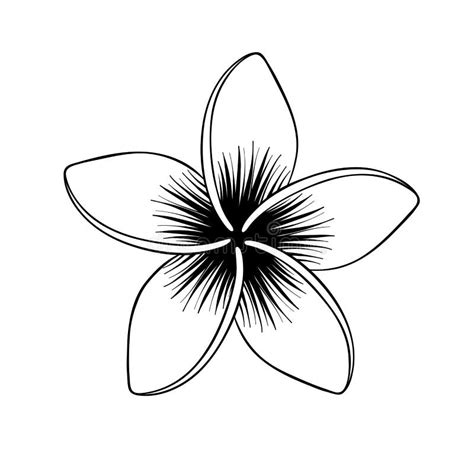 Plumeria Clip Art Black And White