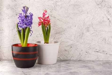 Premium Photo | Hyacinth in flower pots