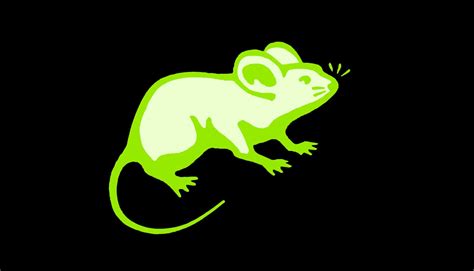 Code for firefly protein makes mouse glow in the dark - Futurity