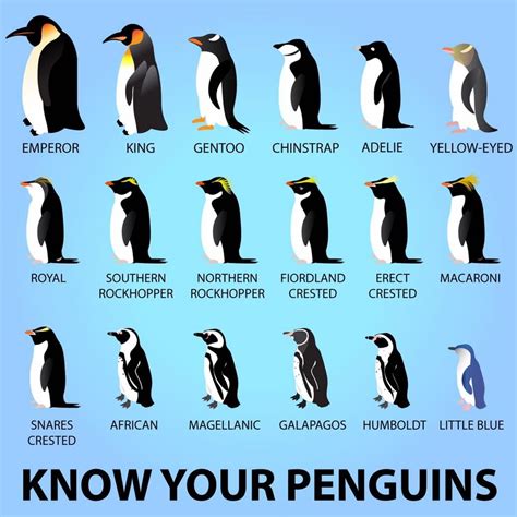 17 Types of Penguins - MikaylakruwDelgado