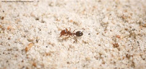 Fire ants threaten wildlife and ecosystems in Australia | Wildlife ...