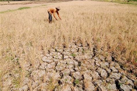 Dampak Musim Hujan dan Kemarau bagi Petani - Kompasiana.com