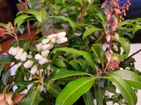 Bonsai Mountain Fire Pieris Pieris japonica 6.5 x | Etsy