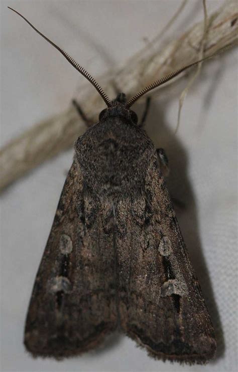 The Bogong Moth Population Puzzle - The Royal Society of Victoria