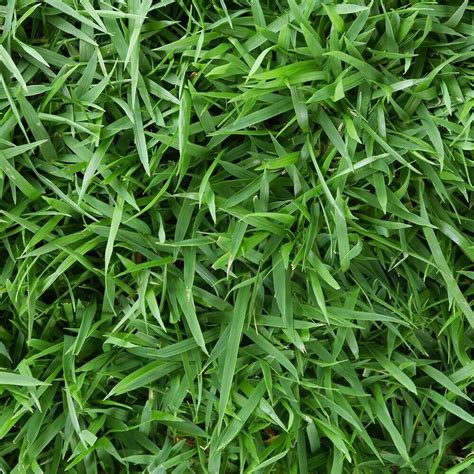 Zoysia Empire grass seeds 1/8 lb | Grelly USA