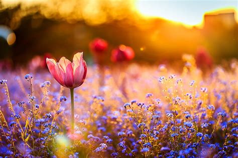 HD wallpaper: nature, field, flowers, blue flowers | Wallpaper Flare