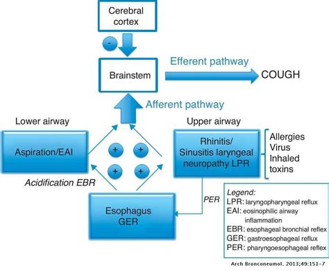 Neurogenic Cough Vagus Nerve Syndrome - Pregnant Center Informations