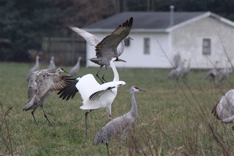 Whooping Crane Vs Sandhill Crane: Habitat And Migration Patterns