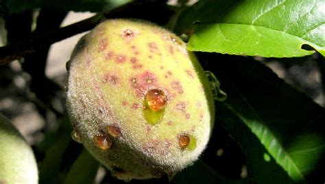 Peach & Nectarine - Common insects & diseases http://extension.usu.edu ...