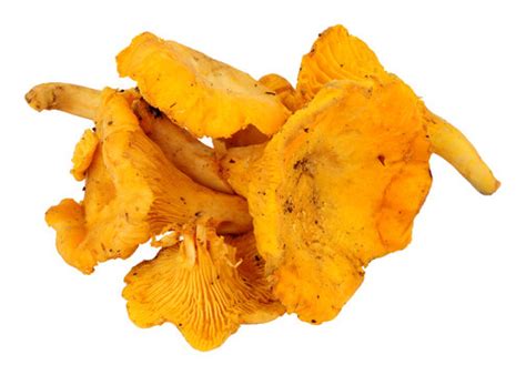 รูปภาพGirolles – เลือกดูภาพถ่ายสต็อก เวกเตอร์ และวิดีโอ835 | Adobe Stock