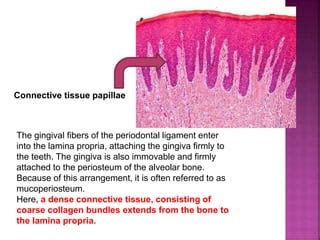 Histology of Gingiva | PPT