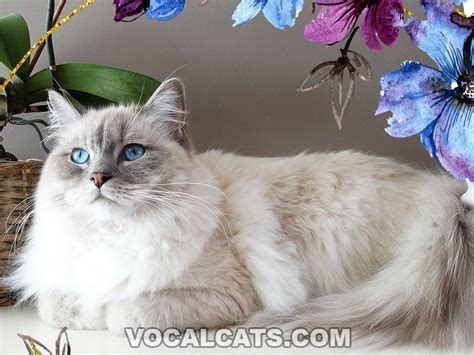 Blue Ragdoll Cat: Complete Guide - Vocal Cats